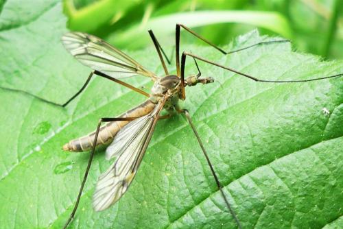 Tipula vernalis
